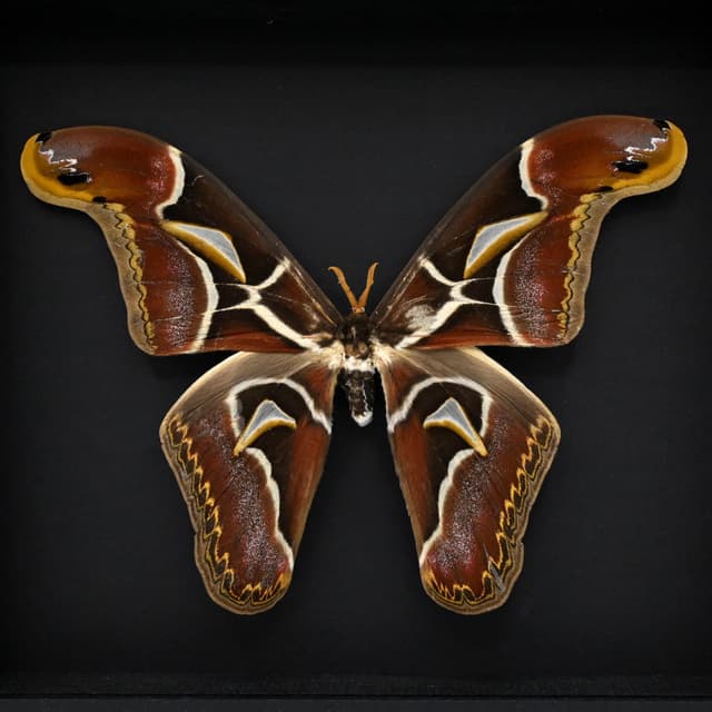 Real XXL Saturn moth framed - Archaeoattacus edwardsii - 8 inch wingspan - minor damage