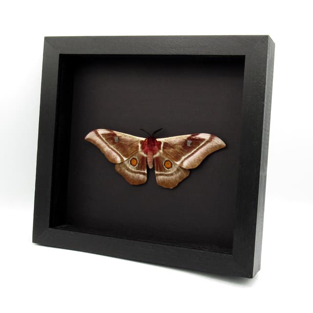 Real Giant pink Madagascar Emperor moth framed taxidermy - Bunaea aslauga - female - Victorian mount