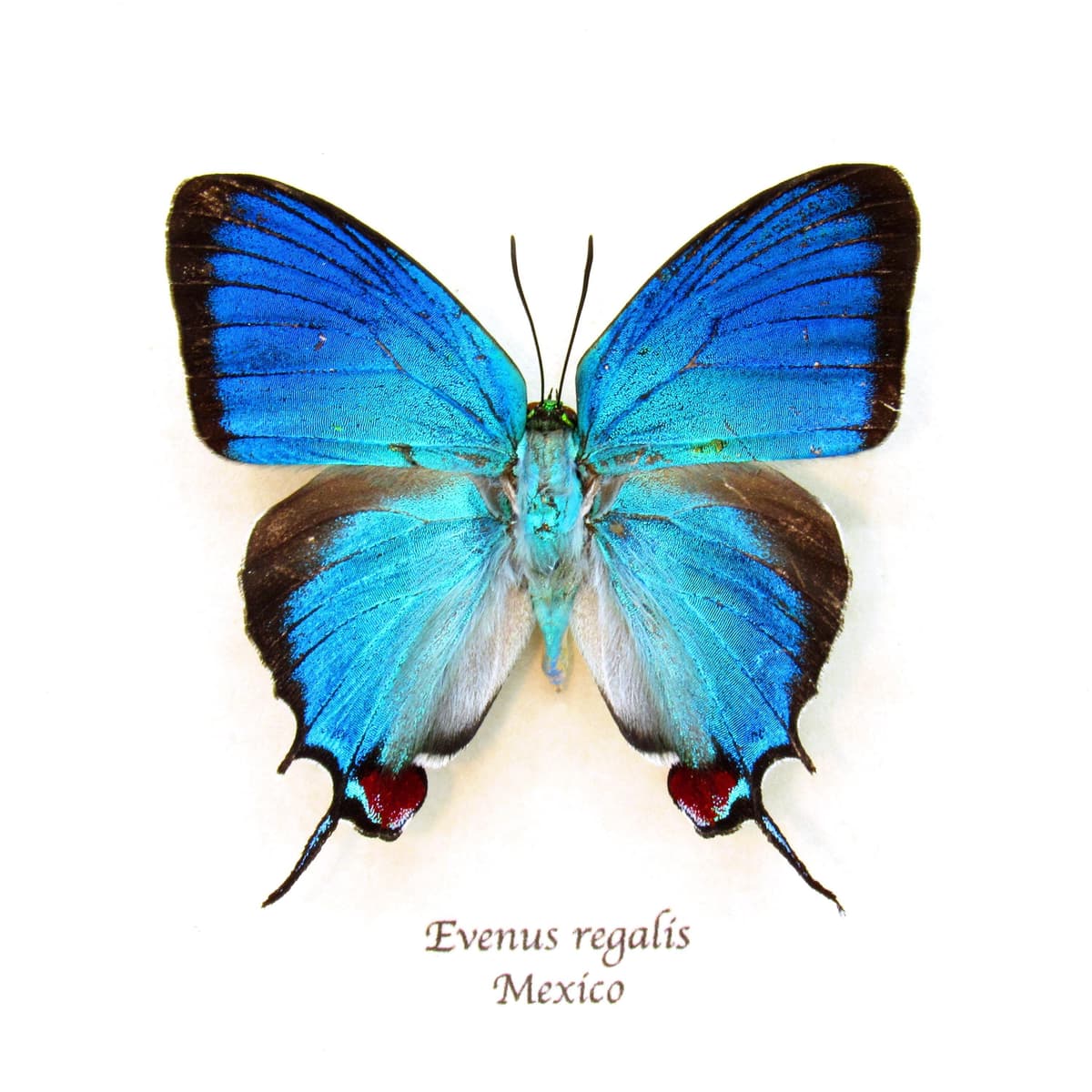 Rare metallic blue butterfly framed taxidermy - Evenus regalis