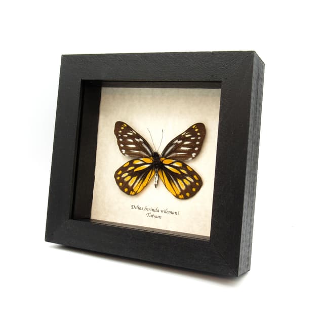 Real Dark Jezebel butterfly framed taxidermy - Delias berinda wilemani