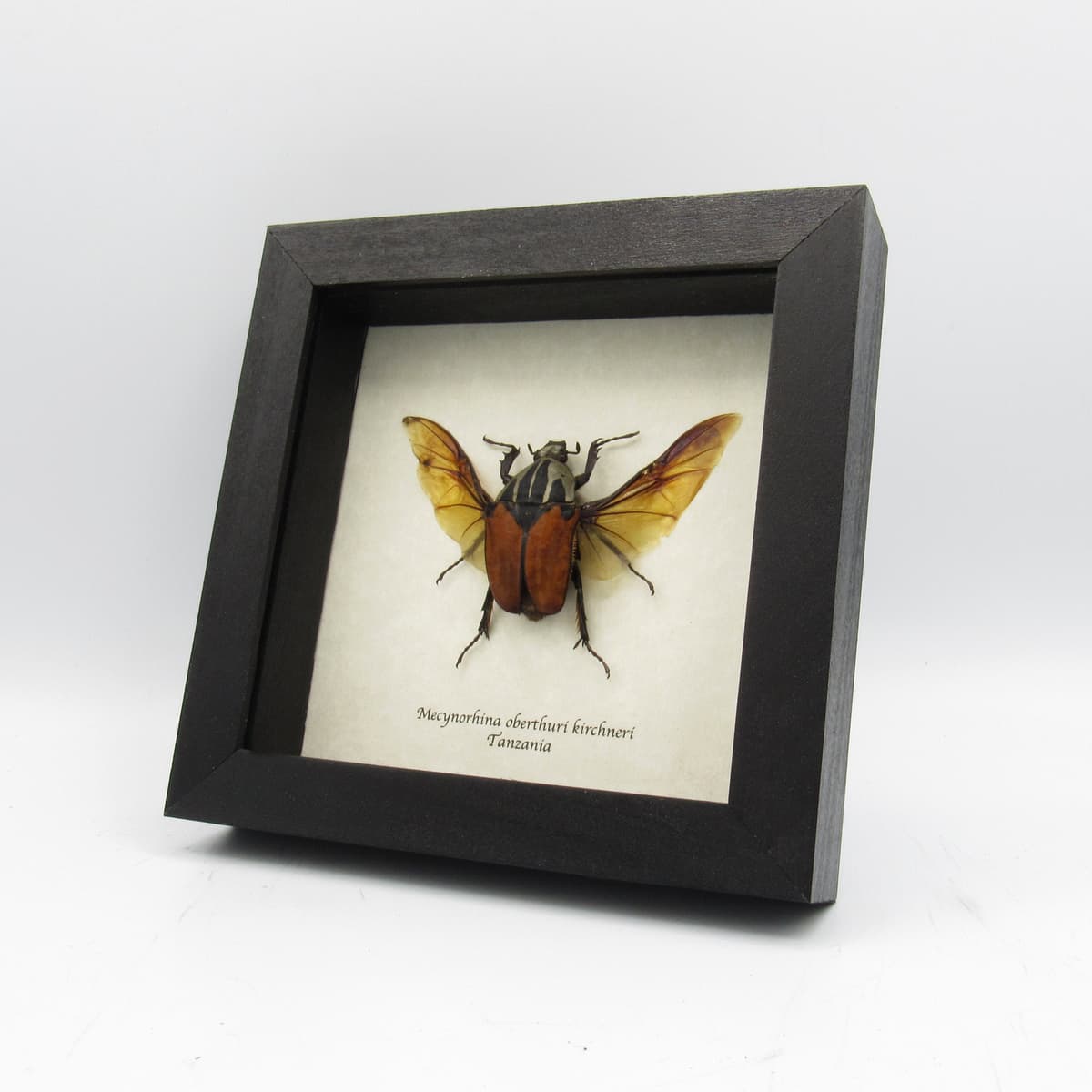 Real framed taxidermy beetle - Mecynorhina oberthuri kirchneri