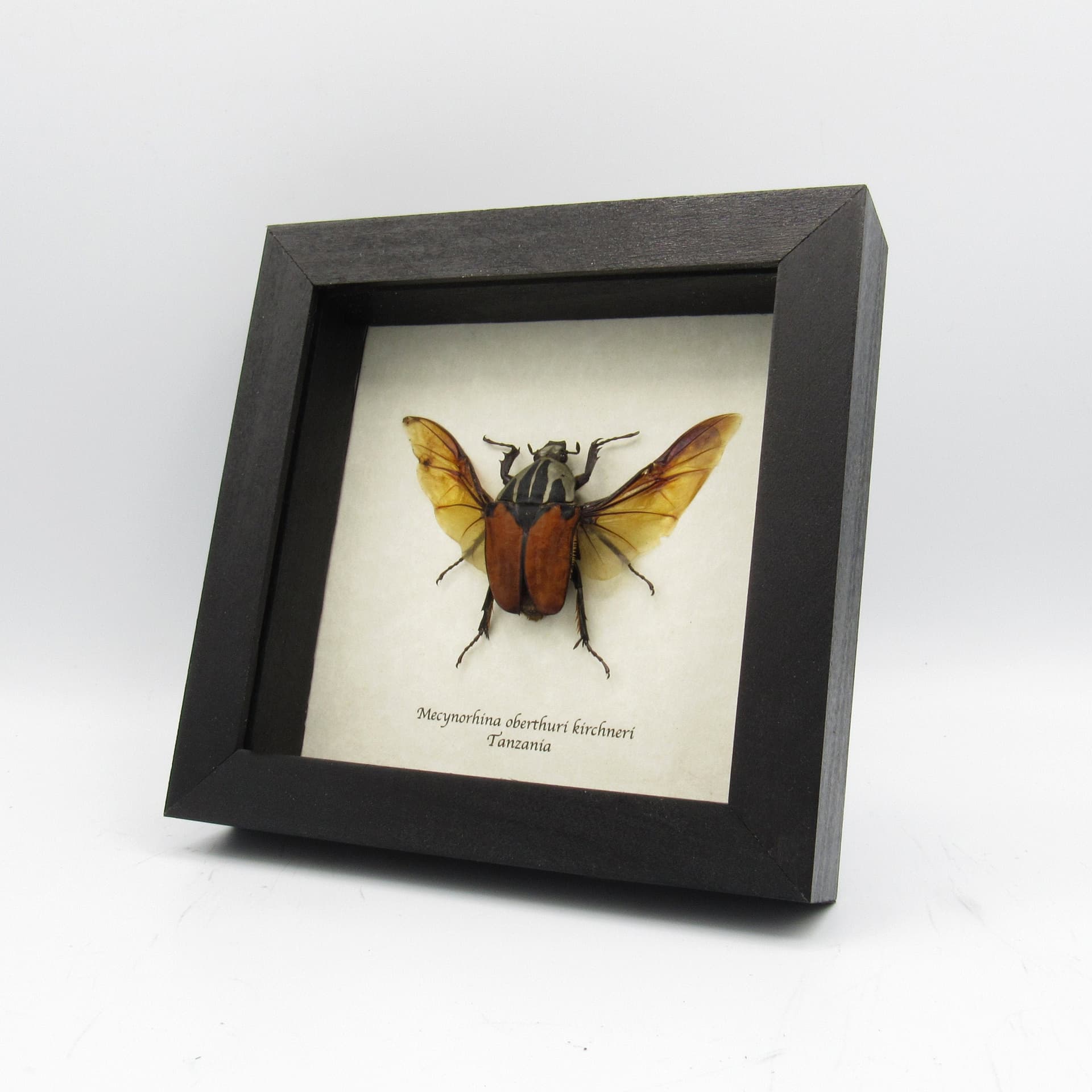 Real framed taxidermy beetle - Mecynorhina oberthuri kirchneri