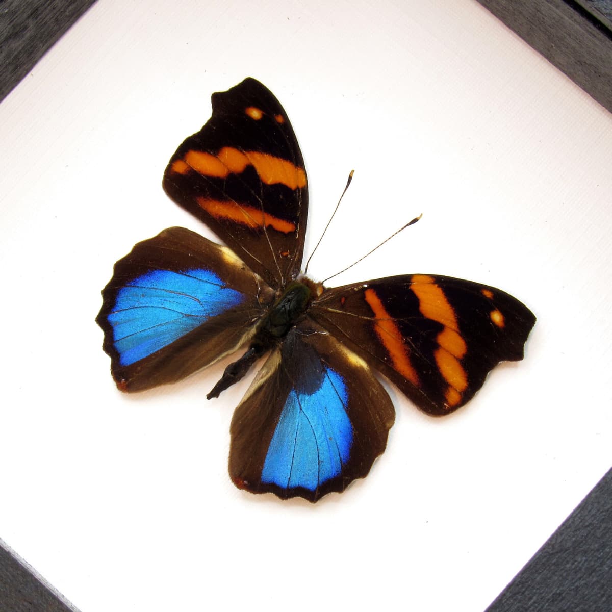 Real metallic blue butterfly framed taxidermy - Epiphile orea