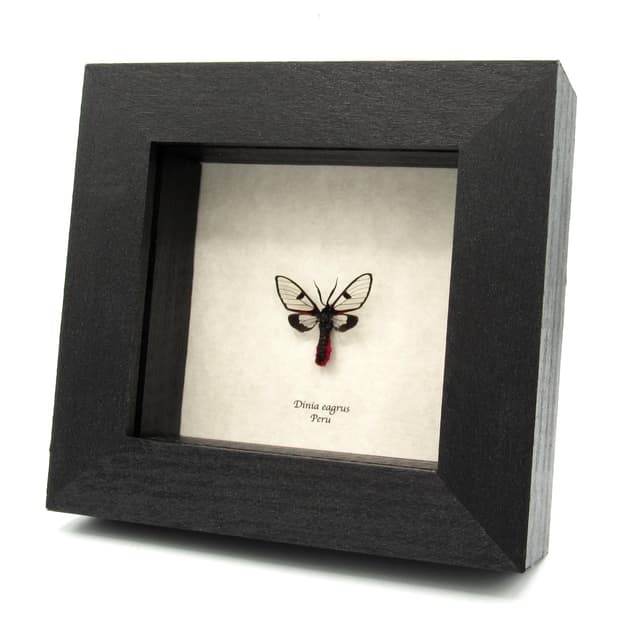 Real tiny Scarlet-tipped Wasp Mimic moth framed taxidermy - Dinia eagrus