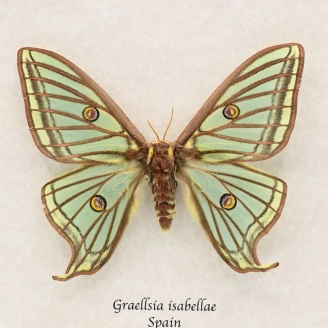 Rare Spanish Moon moth framed taxidermy - Graellsia isabellae - XL female