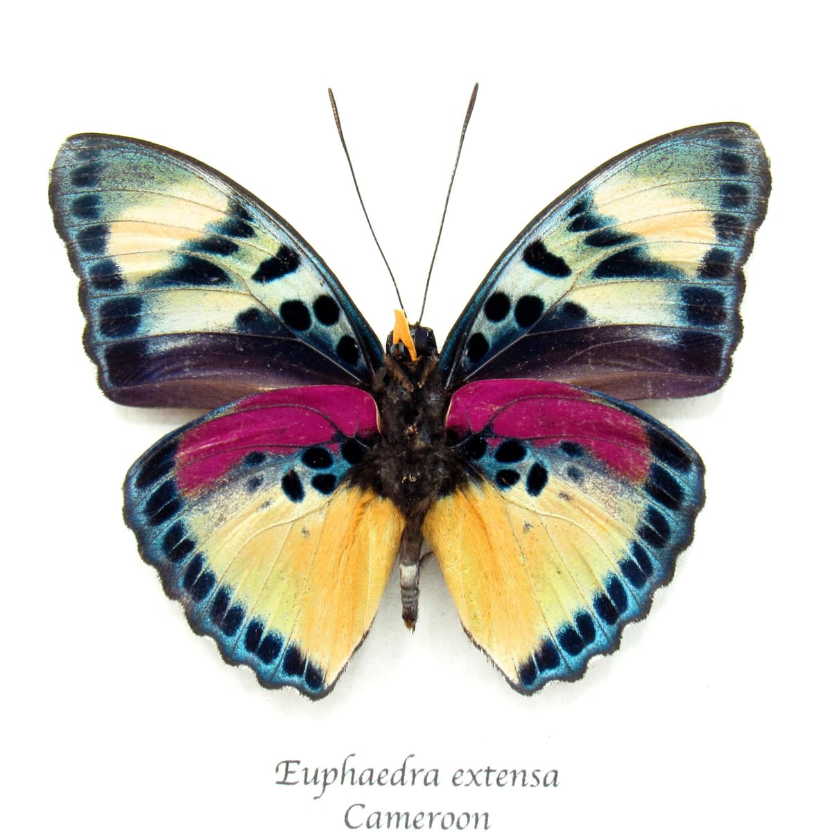 Rare Magenta Pale Striped Forester butterfly framed taxidermy - Euphaedra extensa