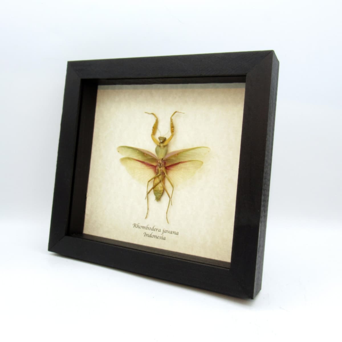 Real Giant Hooded Leaf Mantis framed taxidermy - Rhombodera javana