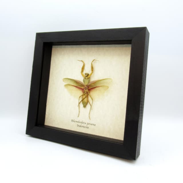 Real Giant Hooded Leaf Mantis framed taxidermy - Rhombodera javana