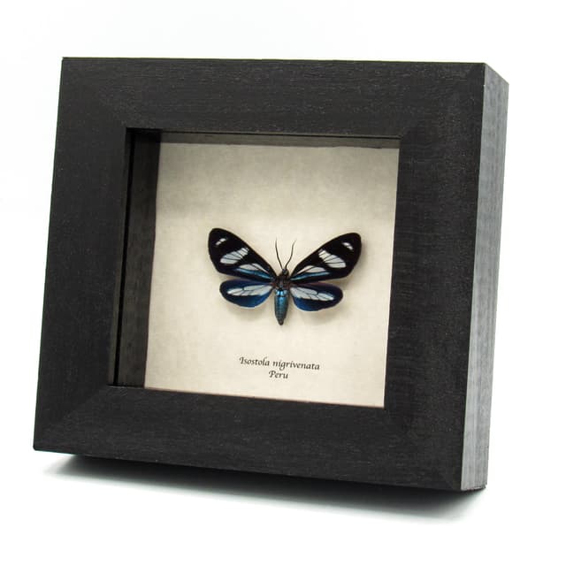 Rare blue Erebid moth framed taxidermy - Isostola nigrivenata