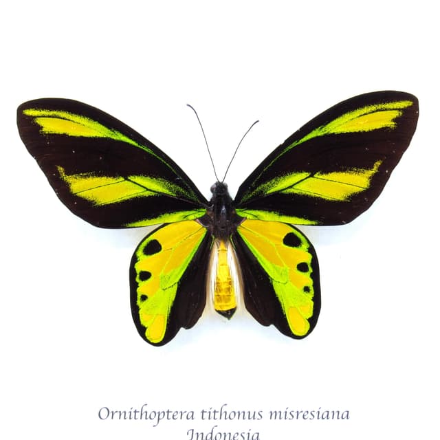 Very rare Tithonus Birdwing butterfly specimen - Ornithoptera tithonus misresiana - large and Pristine!