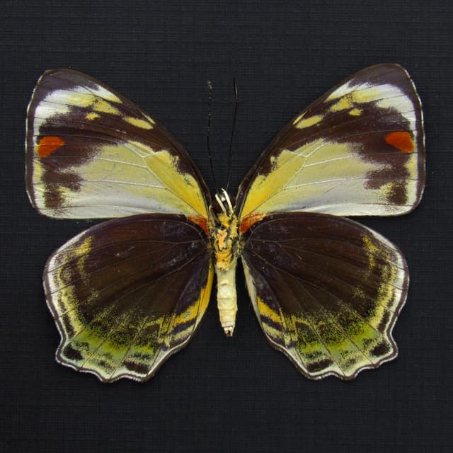 Rare butterfly framed taxidermy - Mynes geoffroyi - female