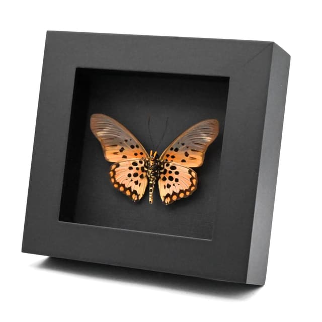 Rare pink butterfly framed taxidermy - Pseudacraea boisduvali