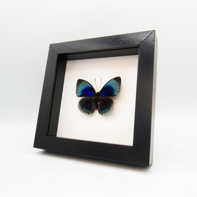 Rare iridescent butterfly framed taxidermy - Agrias beatifica beata