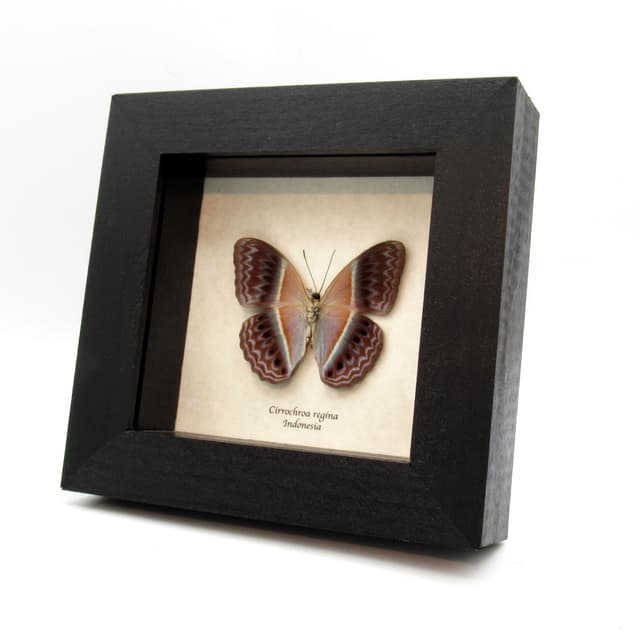 Rare Prismatic butterfly framed taxidermy - Cirrochroa regina