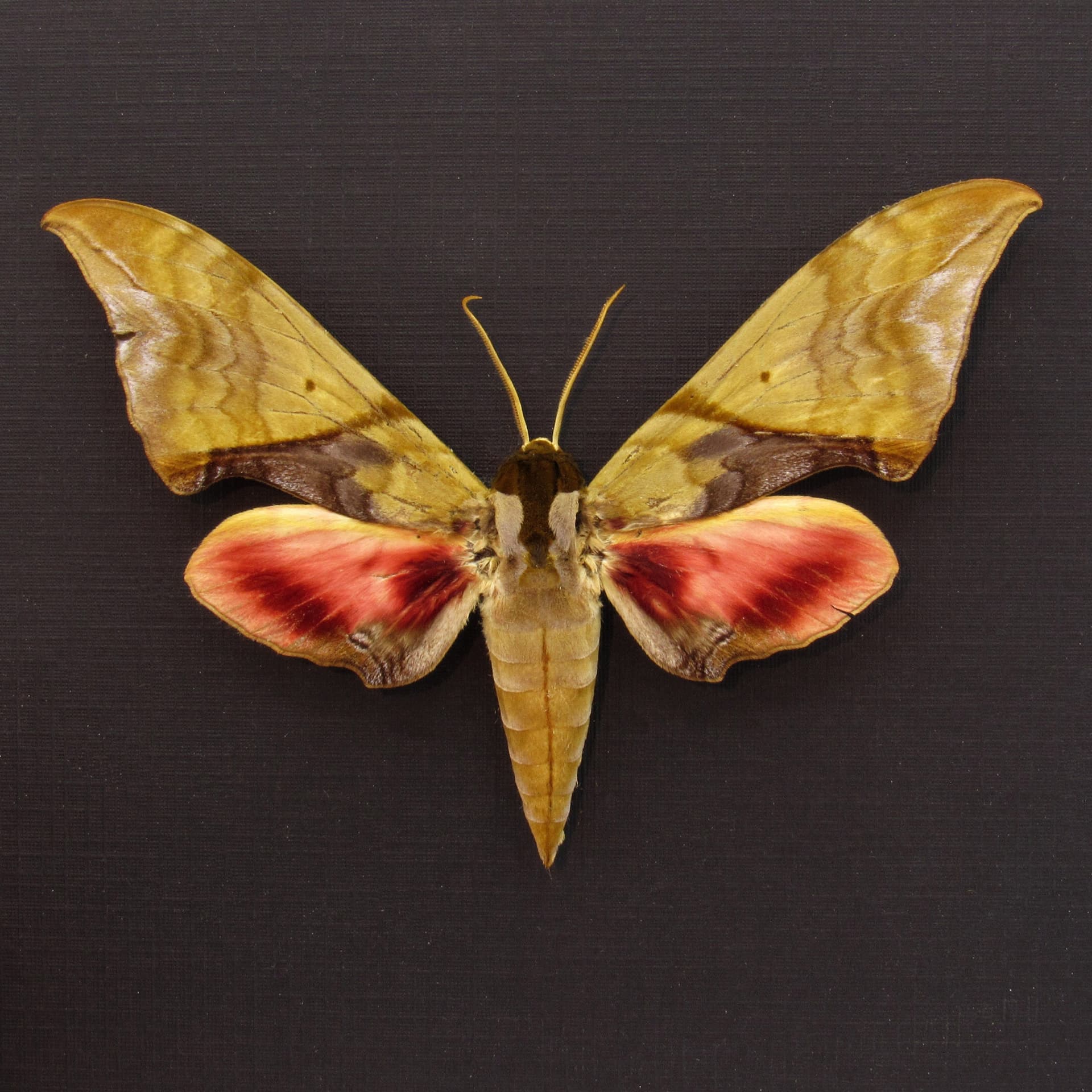 Rare green sphinx moth framed taxidermy - Callambulyx rubricosa - minor damage