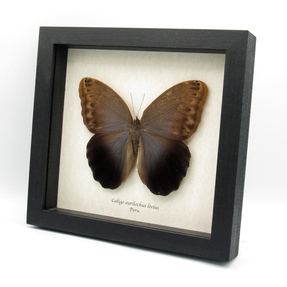 Real Giant Owl Butterfly framed taxidermy - Caligo eurilochus livius