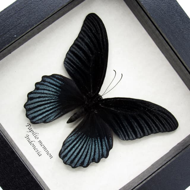 Real Great Mormon butterfly framed taxidermy - Papilio memnon