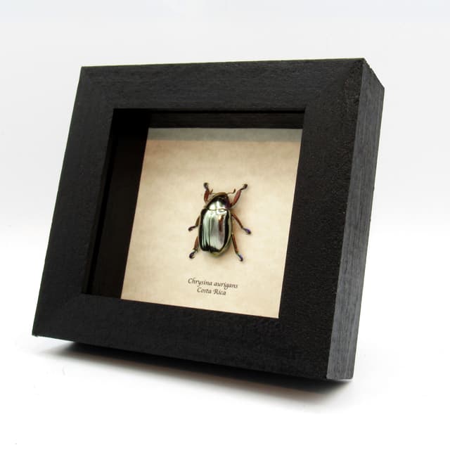 Very rare silver Jewel beetle framed taxidermy - Chrysina aurigans