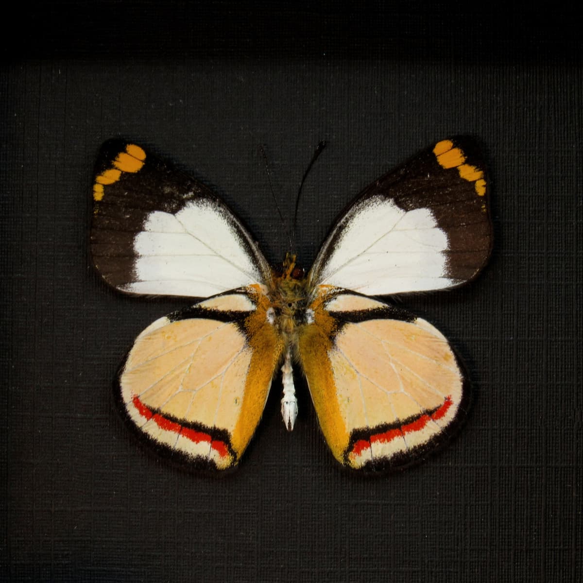 Rare Delias butterfly framed taxidermy - Delias bothwelli