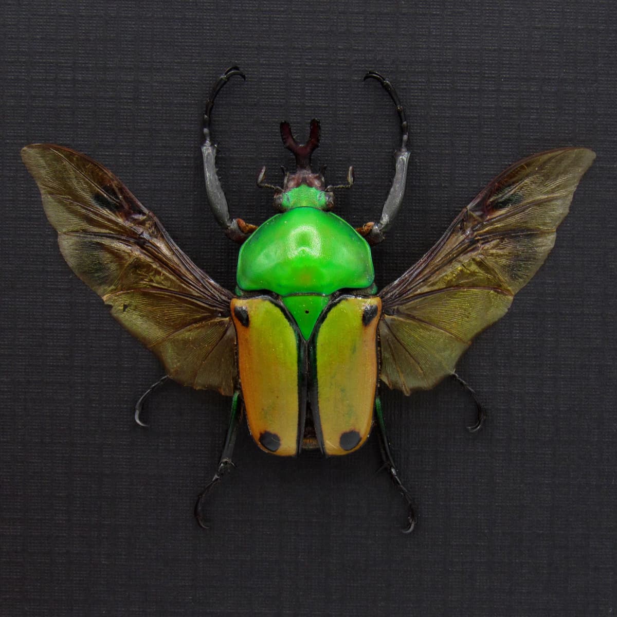 Real metallic Flower beetle framed taxidermy - Eudicella colmanti - 2