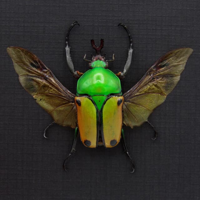 Real metallic Flower beetle framed taxidermy - Eudicella colmanti - 2