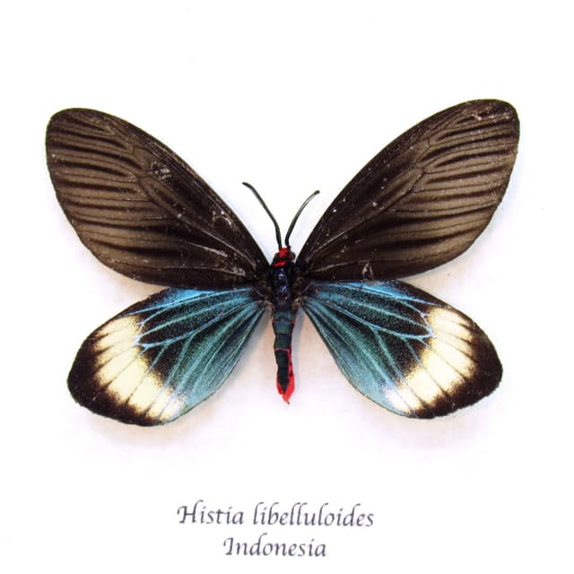 Real blue Day flying moth framed taxidermy - Histia libelluloides -female
