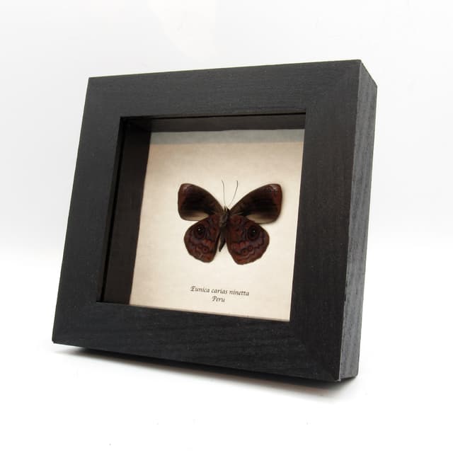 Real purple butterfly framed taxidermy - Eunica carias ninetta