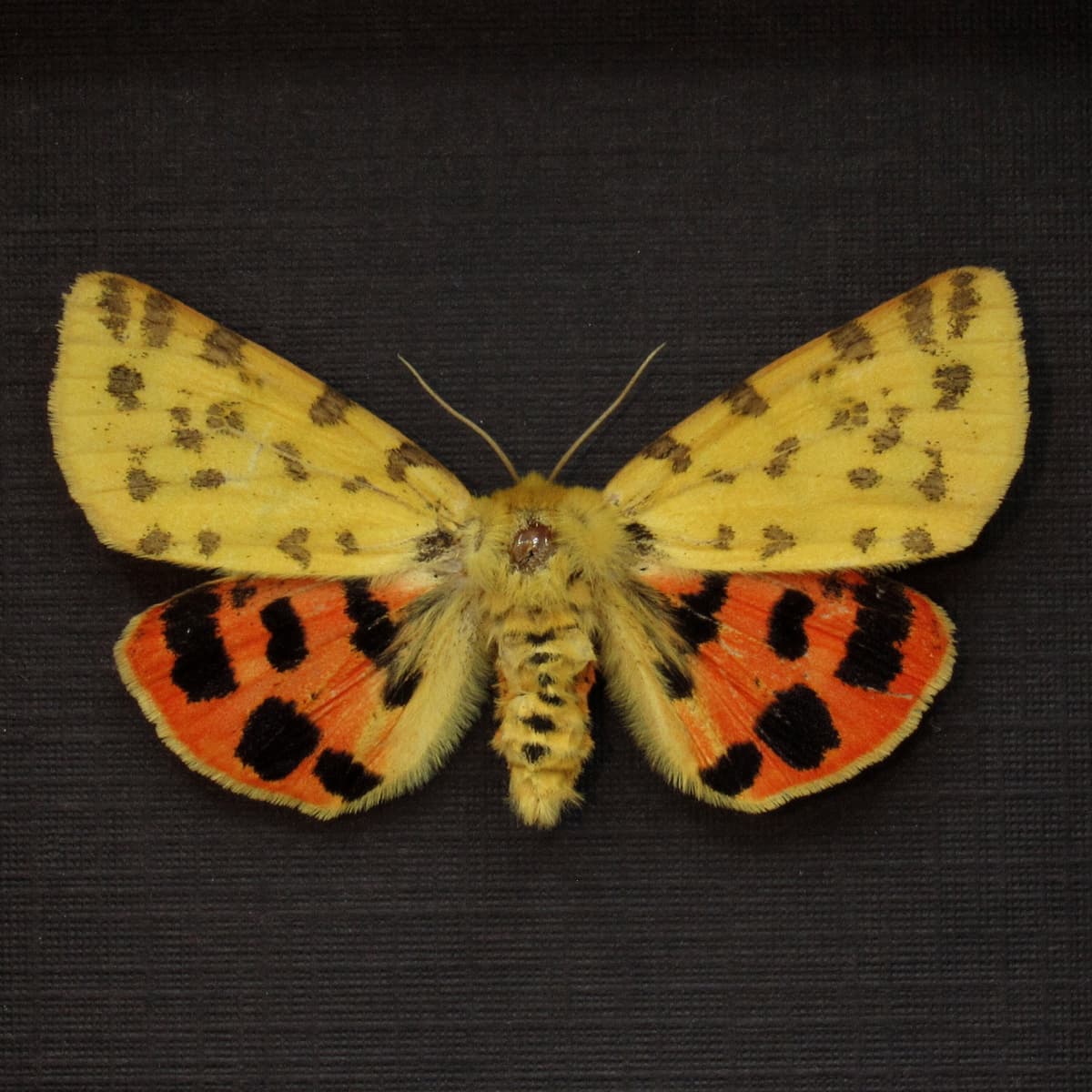 Real yellow Tiger moth framed taxidermy - Rhyparia purpurata