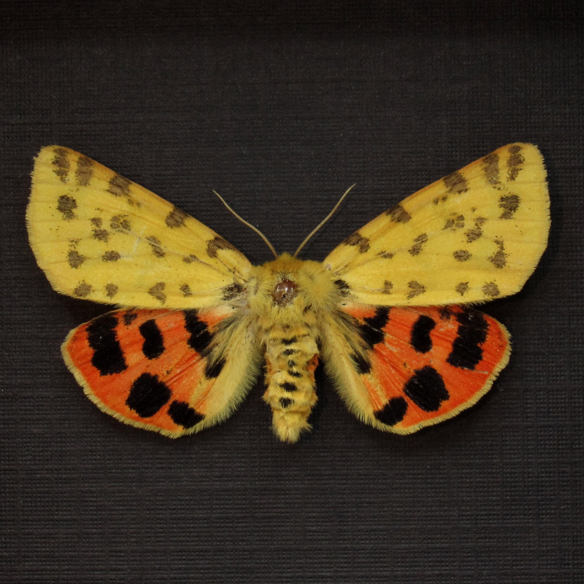 Real yellow Tiger moth framed taxidermy - Rhyparia purpurata
