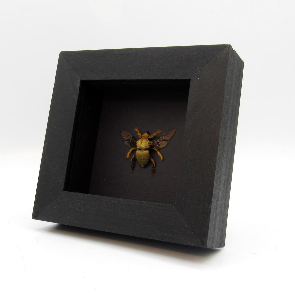 Real Carpenter Bee framed taxidermy - Xylocopa confusa - female