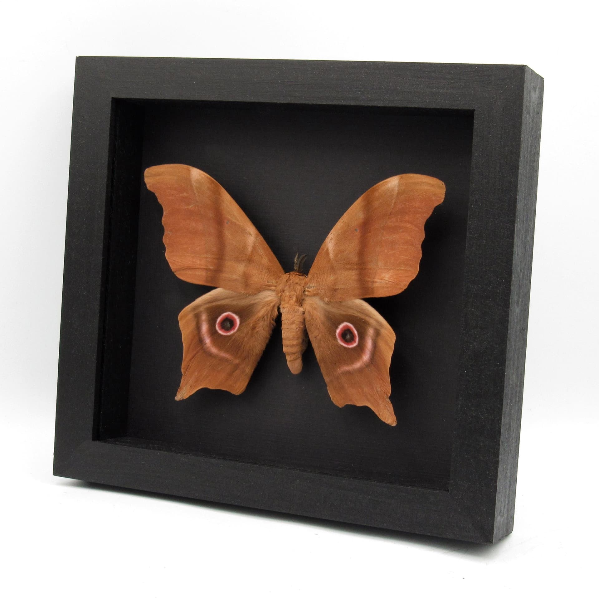 GIANT real Saturn moth framed taxidermy - Pseudimbrasia deyrollei