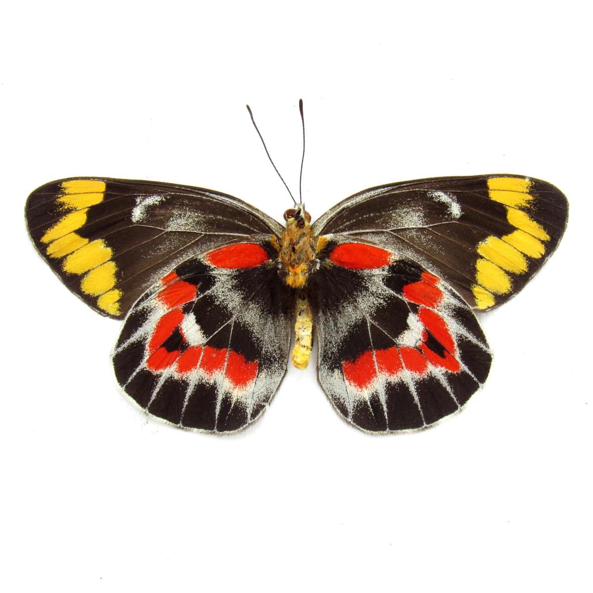 Rare Australian Imperial White butterfly framed specimen - Delias harpalyce - female - Victorian mount