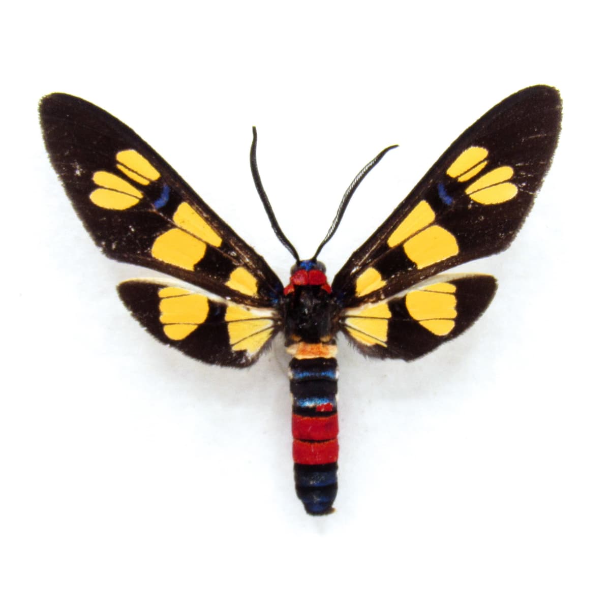 Rare Tiger Wasp Moth framed taxidermy - Amata species
