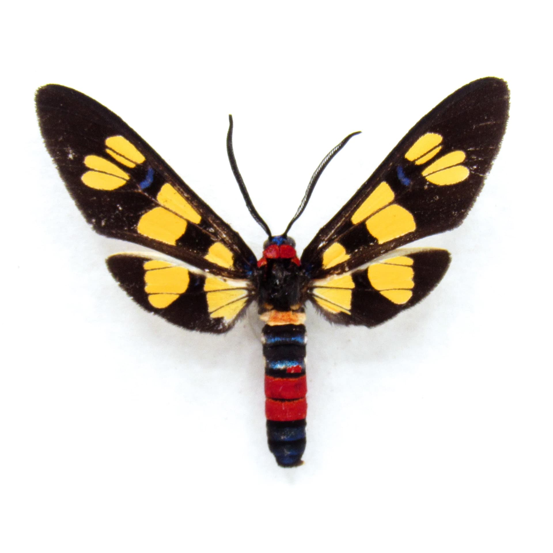 Rare Tiger Wasp Moth framed taxidermy - Amata species