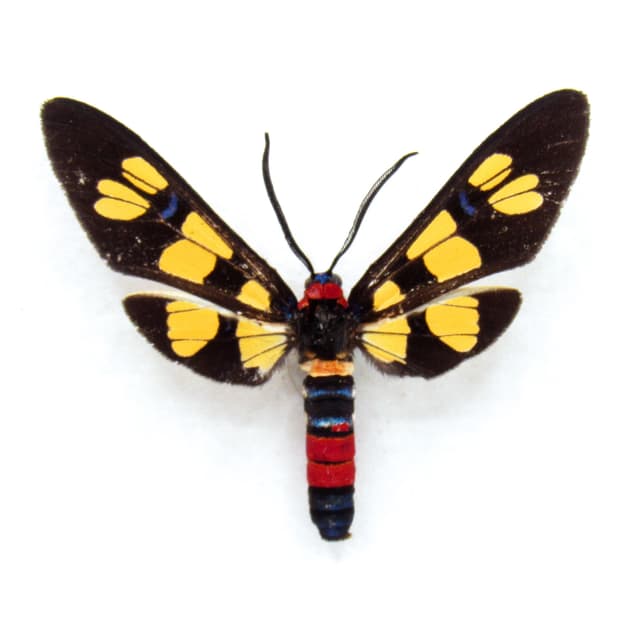 Rare Tiger Wasp Moth framed taxidermy - Amata species