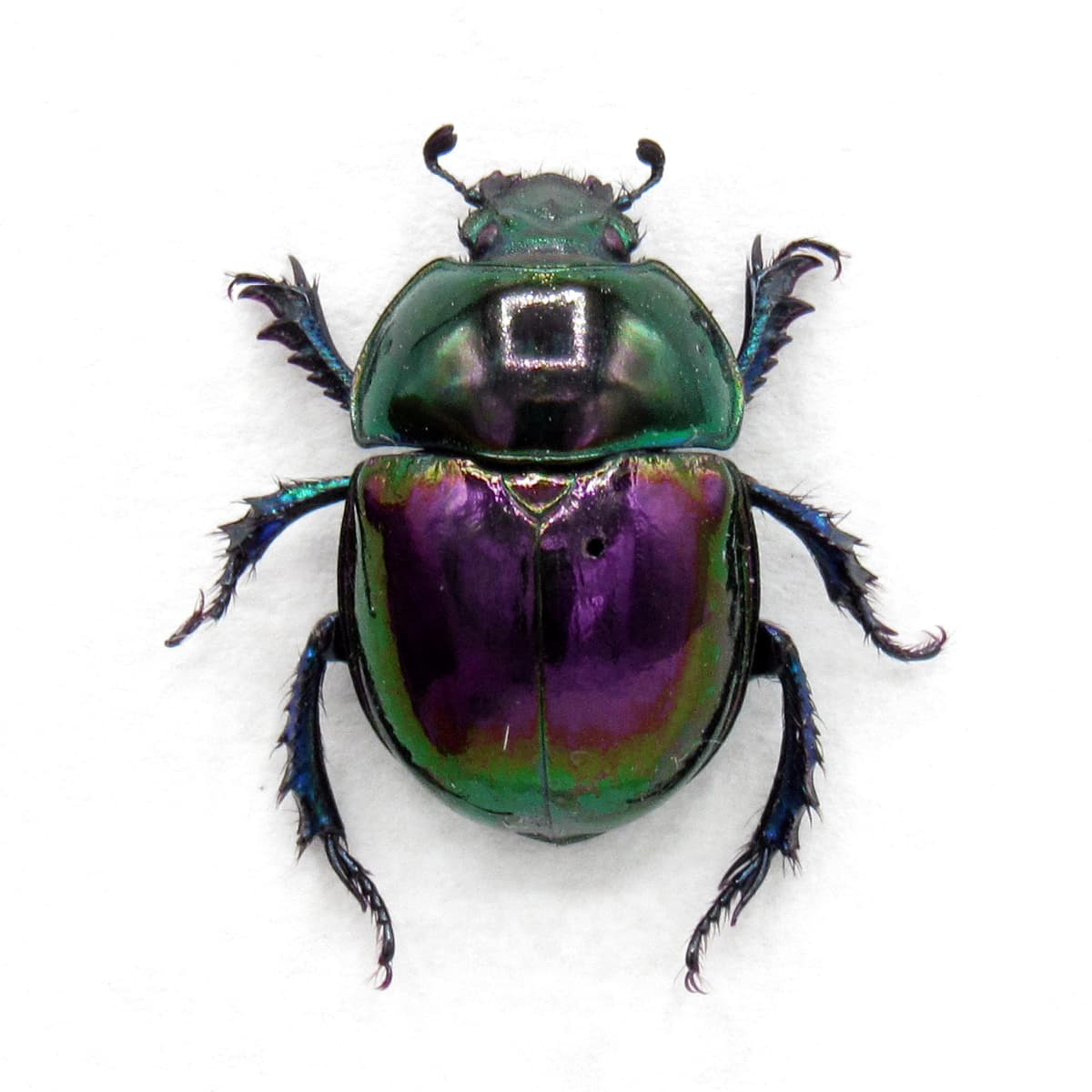 Real metallic purple Dung beetle framed taxidermy - Trypocopris pyrenaeus