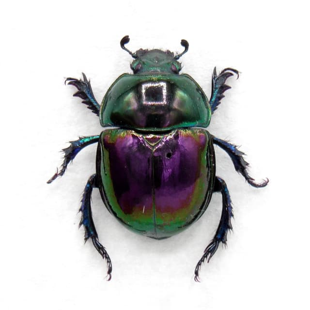Real metallic purple Dung beetle framed taxidermy - Trypocopris pyrenaeus