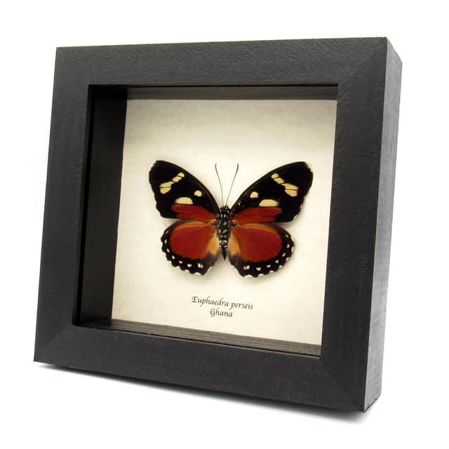 Rare Perseis Mimic Forester butterfly framed taxidermy - Euphaedra perseis - large female
