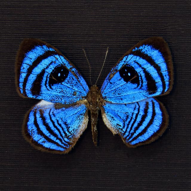 Rare blue Eyemark butterfly framed taxidermy - Semomesia croesus