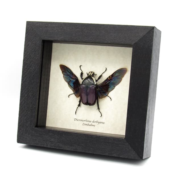 Real Scarab beetle framed taxidermy - Dicronorhina derbyana - female - deep purple form