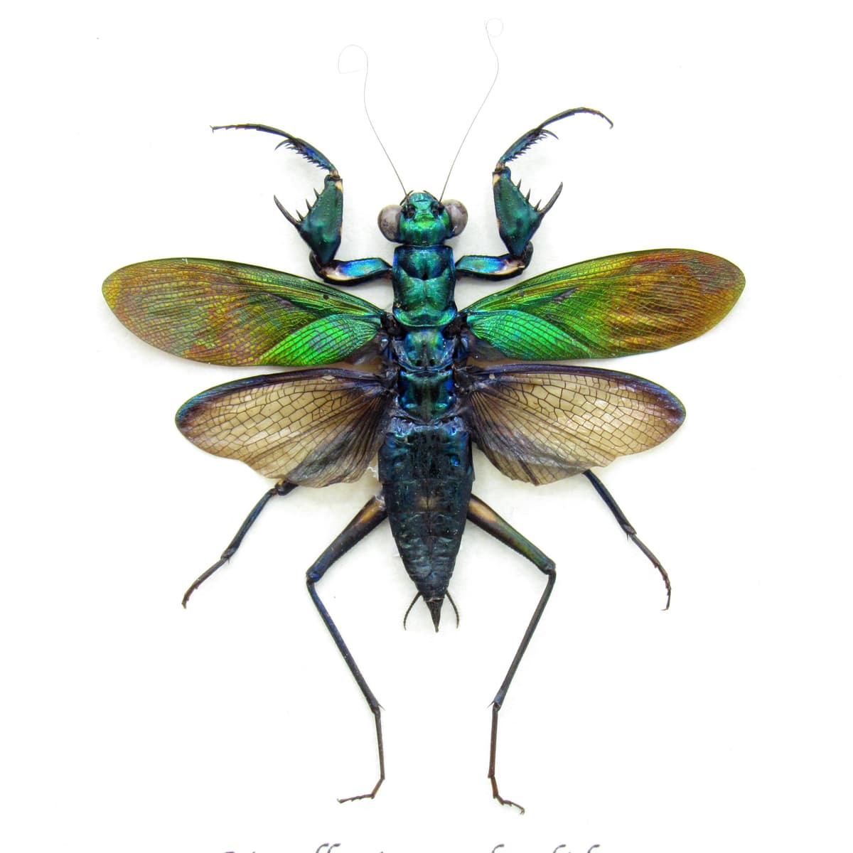 Real metallic mantis framed taxidermy - Metallyticus splendidus
