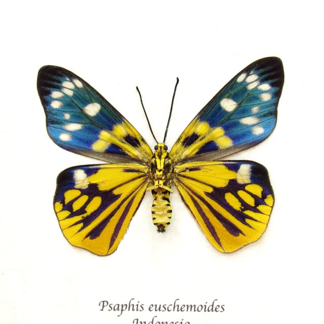 Rare yellow metallic Day Moth framed taxidermy - Psaphis euschemoides - female