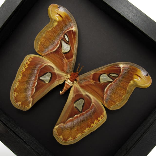 XL framed Atlas moth taxidermy - Attacus atlas - 7.85" female - 2