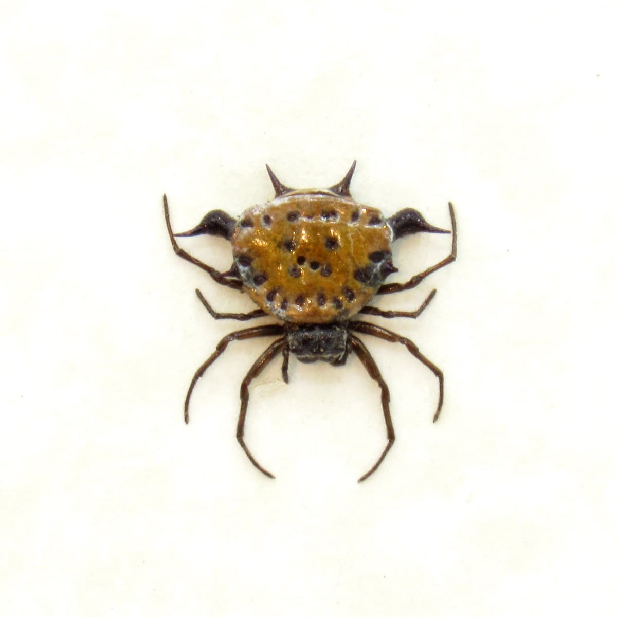 Real tiny Orb Weever Spider framed - Actinacantha globulata