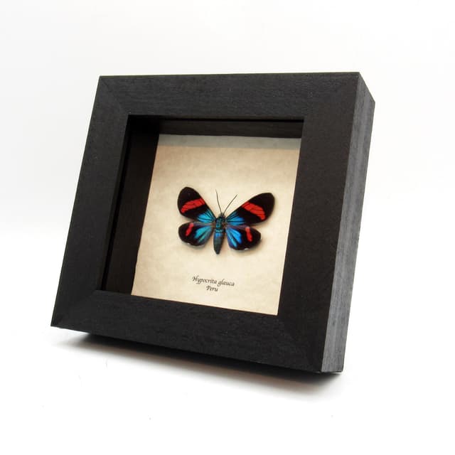 Rare metallic Day Moth framed taxidermy - Hypocrita glauca