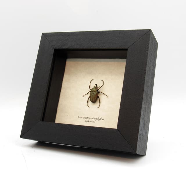 Tiny real Bronze Flower beetle framed taxidermy - Mycteristes rhinophyllus