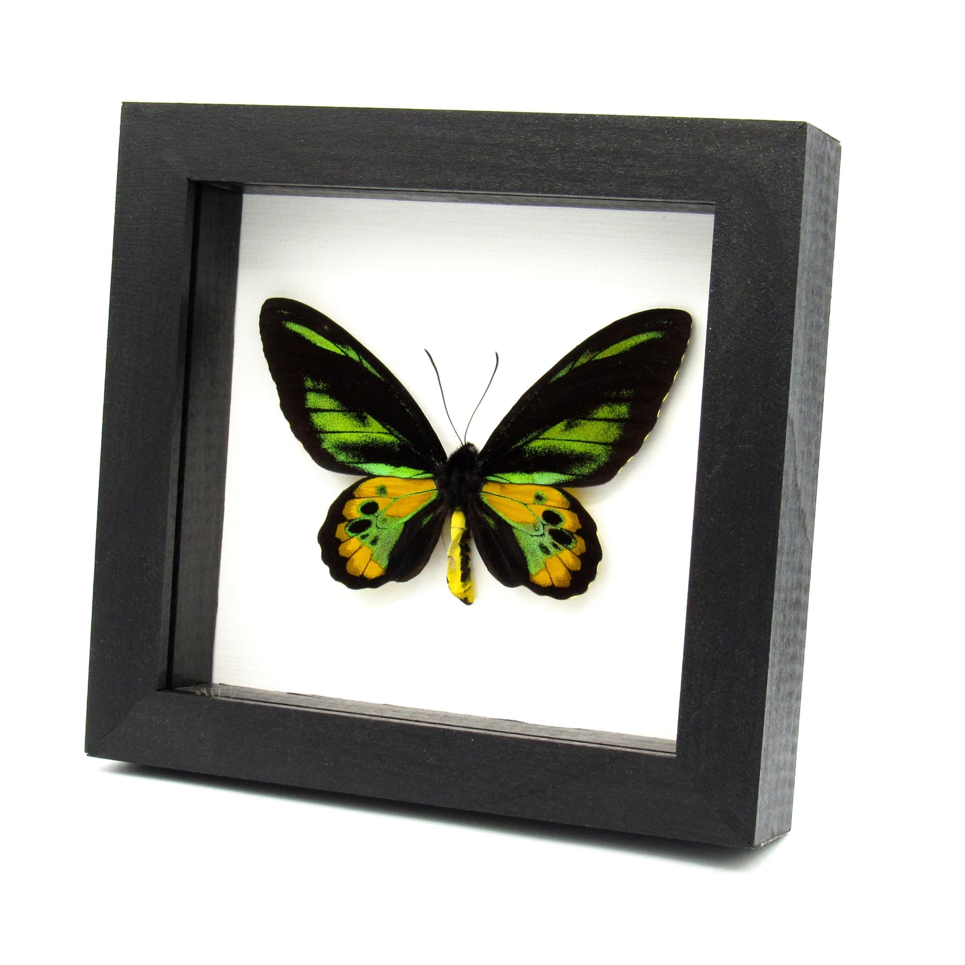 Real Golden Birdwing butterfly framed taxidermy - Ornithoptera rothschildi