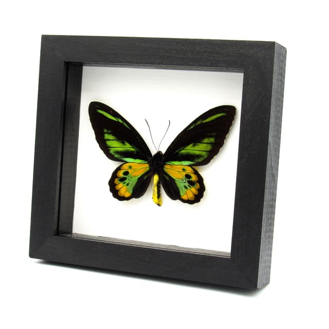 Real Golden Birdwing butterfly framed taxidermy - Ornithoptera rothschildi