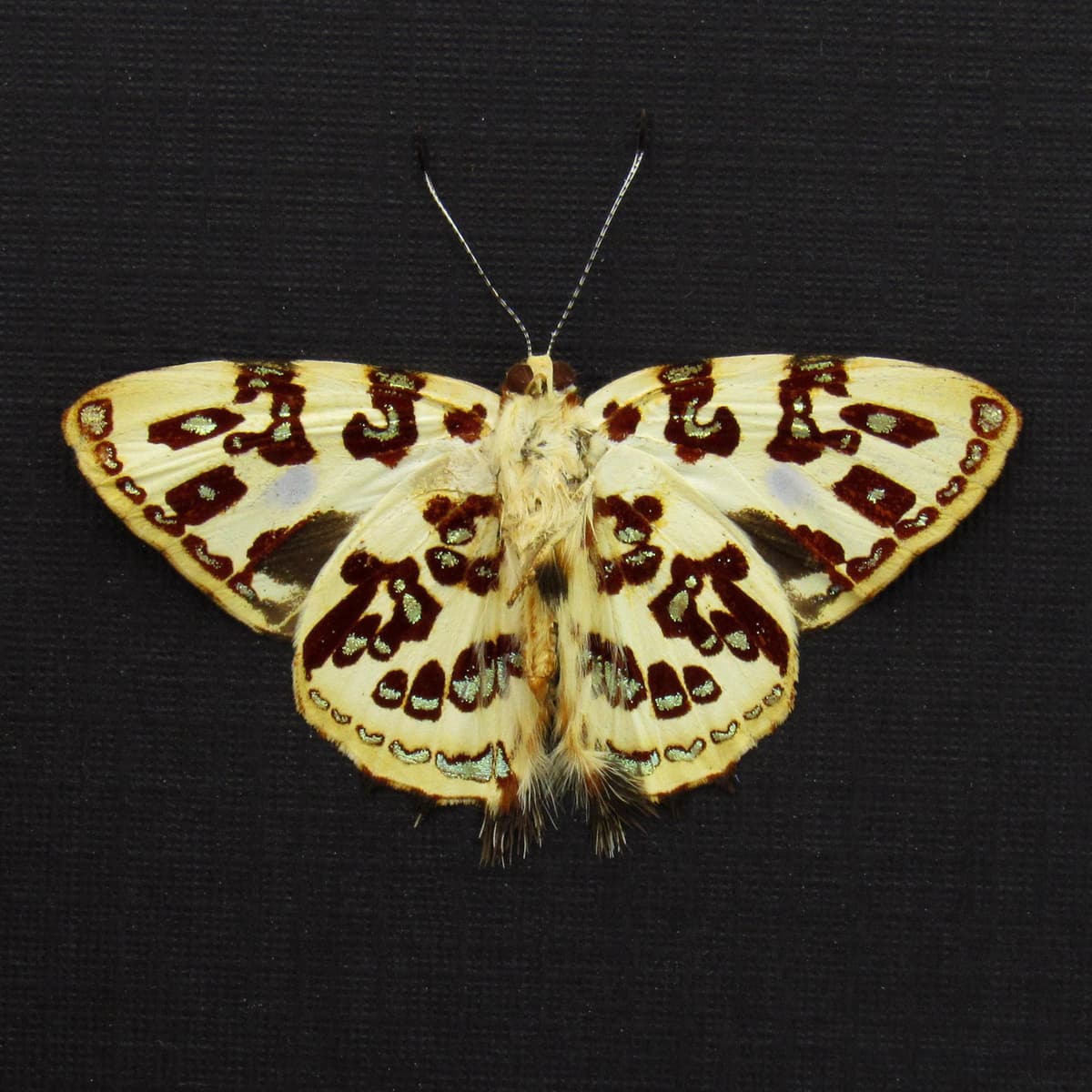 Rare metallic gold Metalmark butterfly framed taxidermy - Anteros acheus - Victorian mount