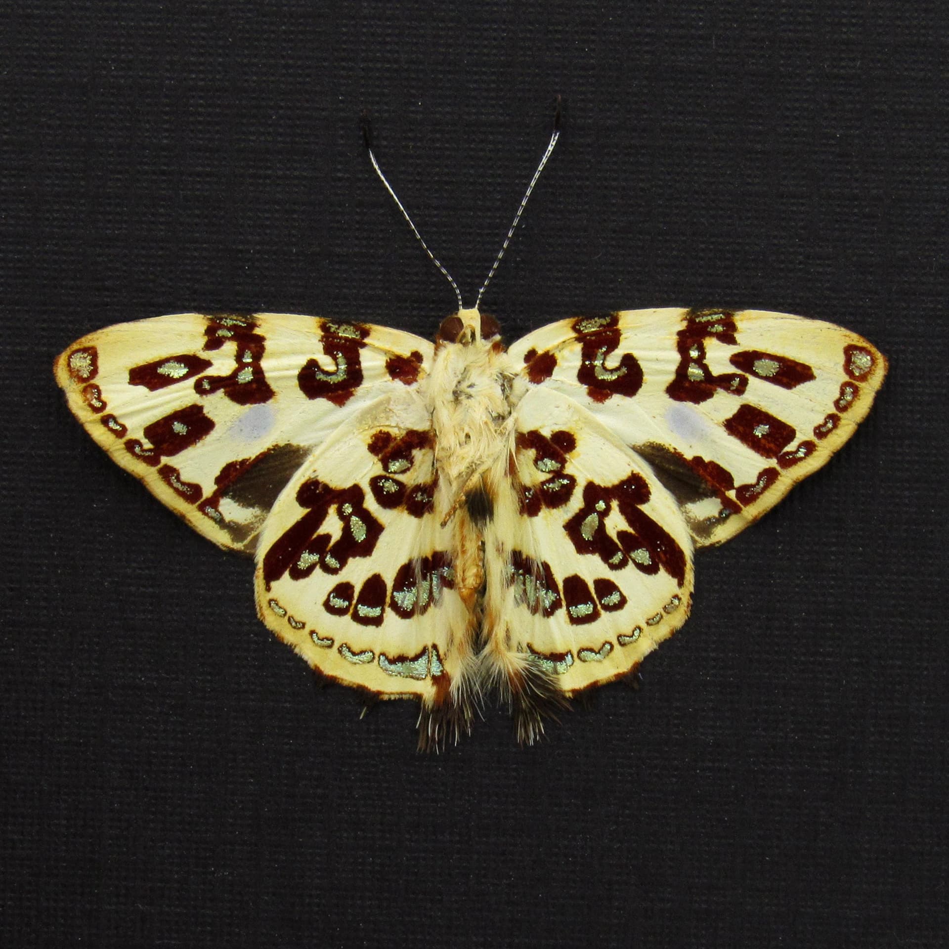Rare metallic gold Metalmark butterfly framed taxidermy - Anteros acheus - Victorian mount